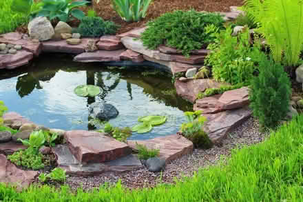 Photo of Pond plants (Hanover, Brighton. BN2) #1