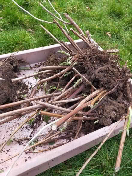 Photo of free Raspberry canes (University of Bath) #1
