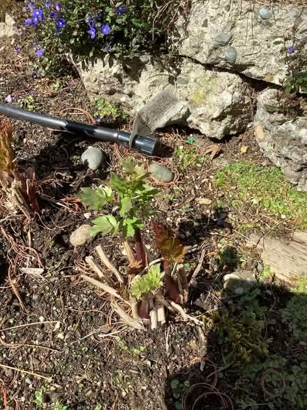 Photo of free Established Lovage plant (wallingford) #1