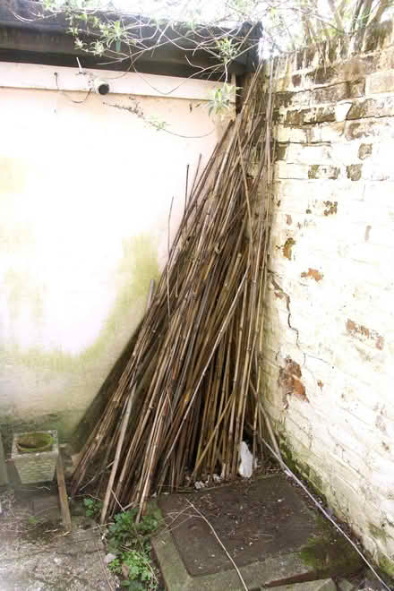 Photo of free Bamboo sticks (Havant PO9) #1
