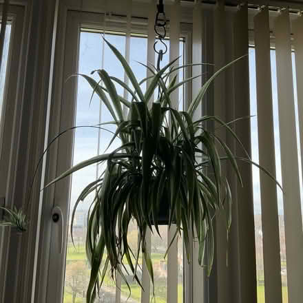 Photo of free Spider Plant in Hanging Pot (Walker NE6) #1
