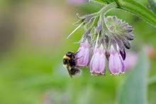 Photo of free Comfrey (Orgreave S13) #2
