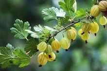 Photo of free Gooseberry Bush (Orgreave S13) #1