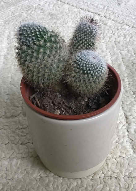 Photo of free cacti & succulents (Cookham SL6) #1