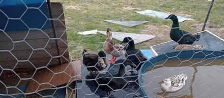 Photo of Lino/Safety Flooring Offcuts/Pieces (Wrexham LL11) #1