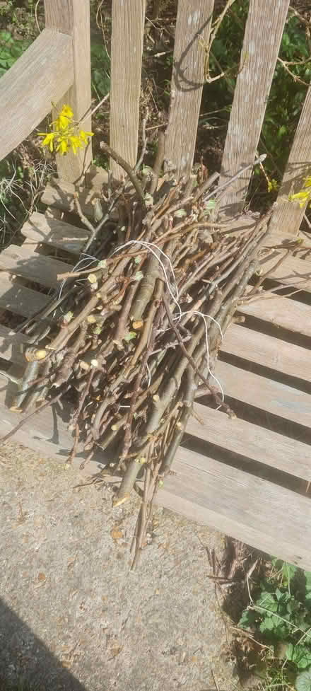 Photo of free Apple Tree trimmings for rabbits (Burgess Hill RH15) #1