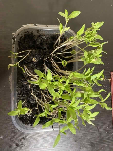 Photo of free Alicante Tomato Plants (Clayton Brook PR5) #1
