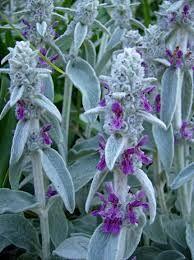 Photo of free Woolly Lamb's Ear Plant (Orgreave S13) #1