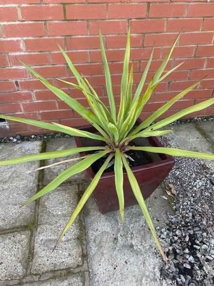 Photo of free Large yucca in a pot (Mansfield nottinghamshire) #1