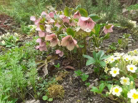 Photo of free Hellebore seedlings (Bowbridge GL5) #1