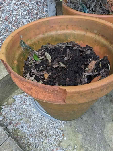 Photo of free 2 large ceramic plant pots (Digmoor WN8) #2