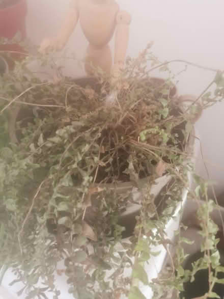 Photo of free Boston fern (Ore TN35) #1