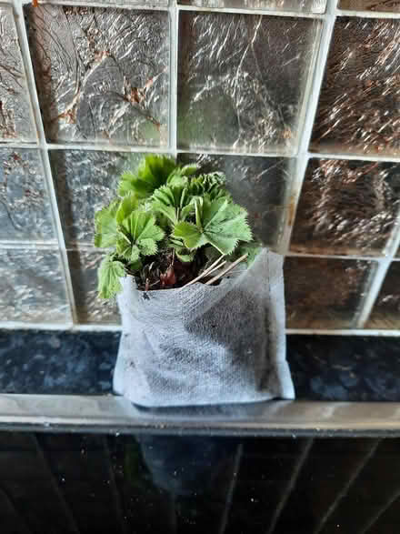 Photo of free Alchemilla Mollis cutting (Morden SM4) #4