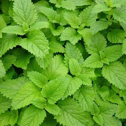 Photo of Herb plants (Norton Lees, S8) #1