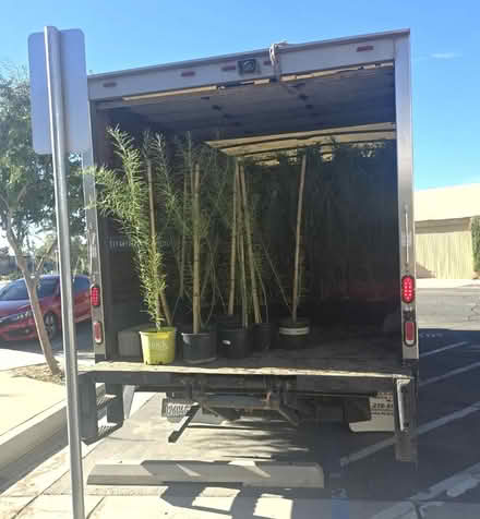 Photo of free Shade Trees in 5-Gal. Pots (Coachella Library) #2