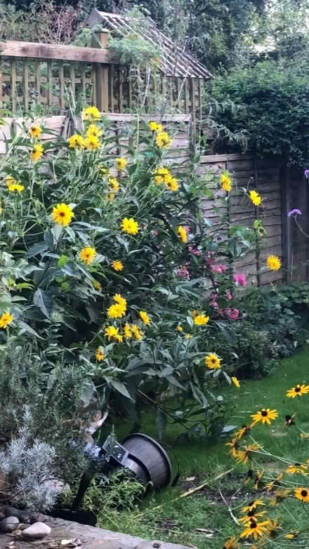 Photo of free Tall rudbeckia (South Malling BN7) #1