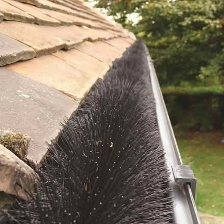 Photo of free Hedgehog stops blocking gutters (Kidlington OX5) #2