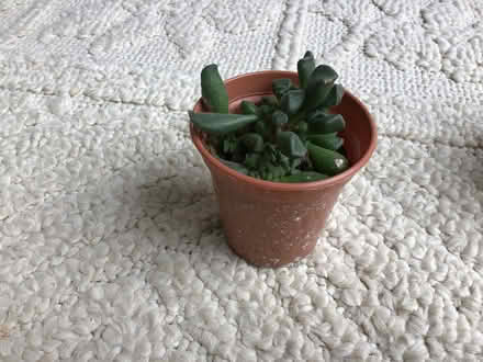 Photo of free cacti & succulents (Cookham SL6) #3