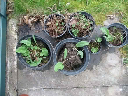 Photo of free Perennial Plants (Llandrindod LD1) #1