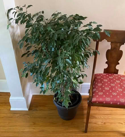 Photo of free Indoor Plant (Ficus) (Bound Brook) #1