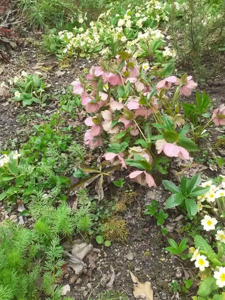 Photo of free Hellebore seedlings (Bowbridge GL5) #2