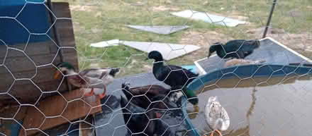 Photo of Lino/Safety Flooring Offcuts/Pieces (Wrexham LL11) #2