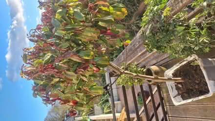 Photo of free Lovely photinia red Robin tree (Kingscourt, Stroud) #1