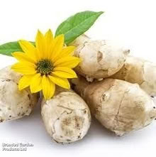 Photo of free 2 Jerusalem artichokes (Orgreave S13) #1