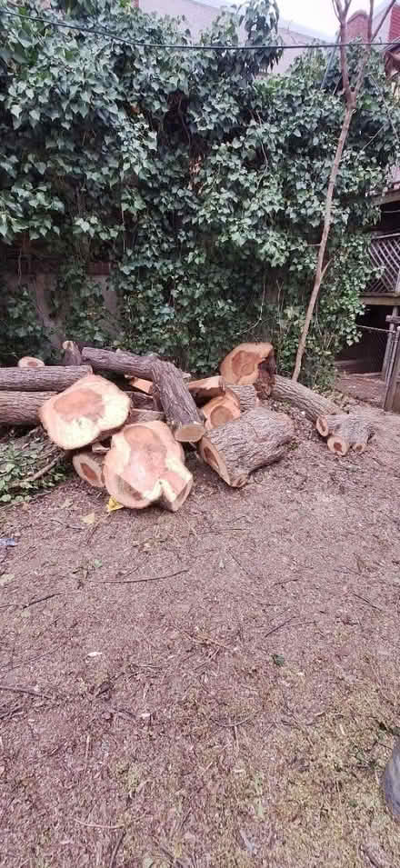 Photo of free Wood logs (Washington DC) #3