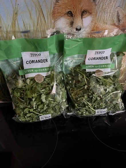 Photo of free Coriander (Shortstown MK42) #1
