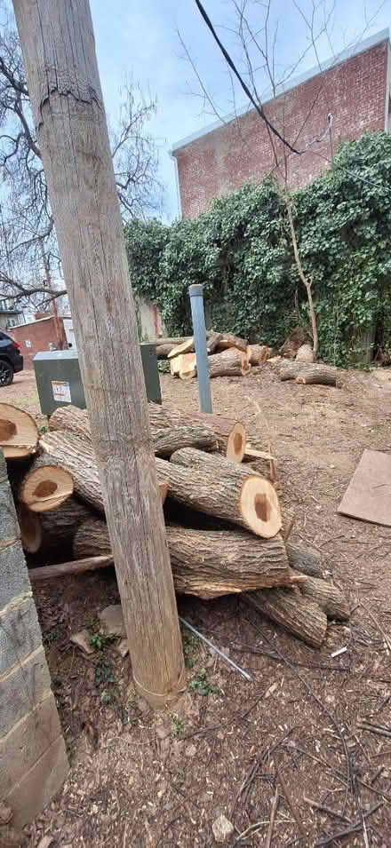 Photo of free Wood logs (Washington DC) #1