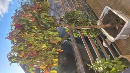 Photo of free Lovely photinia red Robin tree (Kingscourt, Stroud) #2