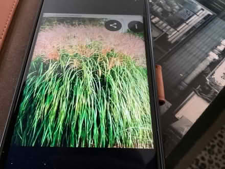 Photo of free Ornamental grasses (flemington nj) #1