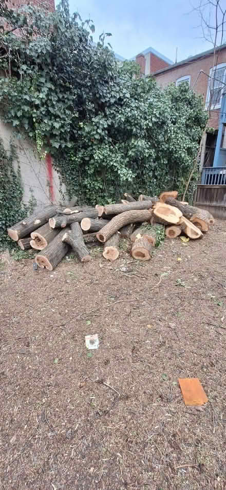 Photo of free Wood logs (Washington DC) #4