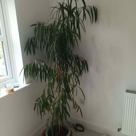Photo of free Tall plant (Langney BN23) #1