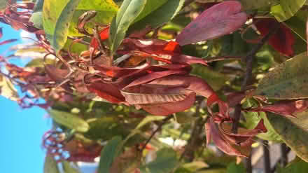Photo of free Lovely photinia red Robin tree (Kingscourt, Stroud) #3