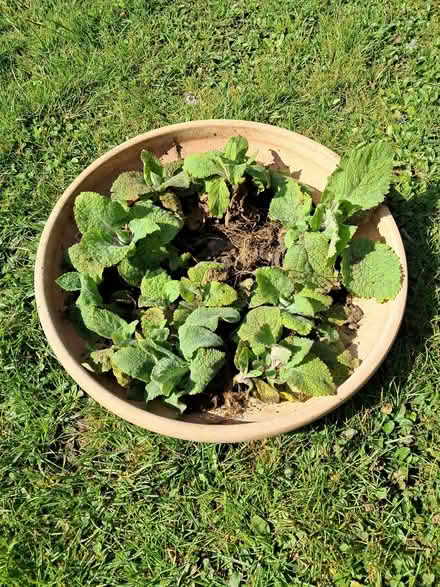 Photo of free Small foxglove plants (Greenstead Green CO9) #1