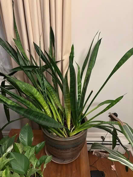 Photo of free Tall snake plant (dracena) (Downtown Princeton) #1