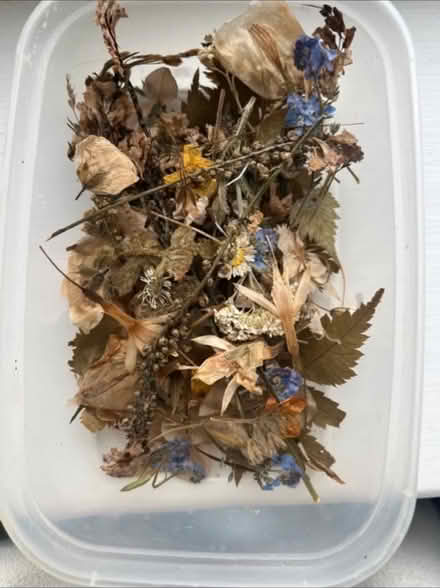 Photo of free Pressed dried flowers (Stanway, CO3) #2