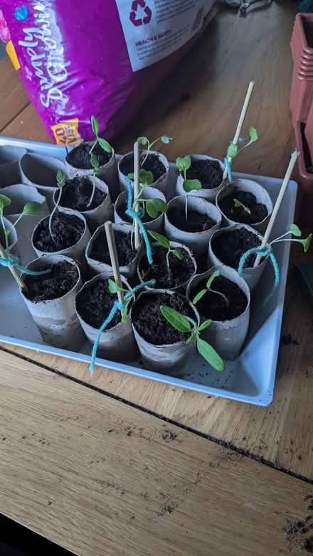 Photo of free Tomato, bell pepper and Sprout Seedlings (Fence Houses DH4) #1