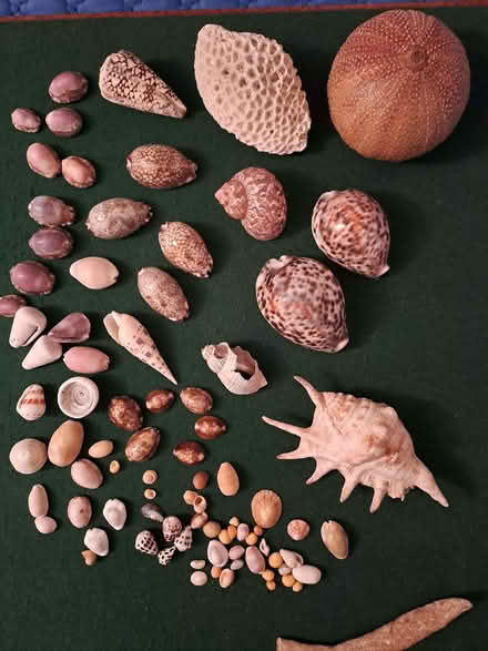 Photo of free Shell collection (Eastbourne BN21) #1