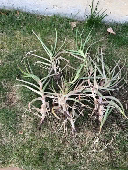 Photo of free Bare root aloe plants (Springfield) #1