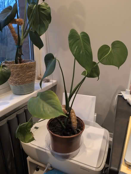 Photo of free Baby swiss cheeseplants (3x) (M6 - near Duchy road/Heights) #2