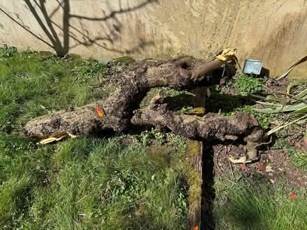 Photo of free Wood for burning (Poole BH14) #2