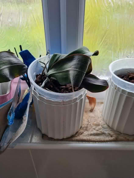 Photo of free Orchids (Speke L24) #3