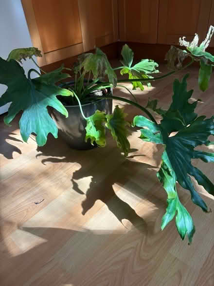 Photo of free House plant. Bought for a shady room but clearly not happy (Mile Oak BN41) #1