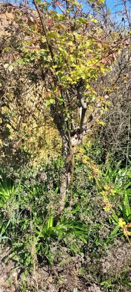 Photo of free Bushes and outdoor plants (PO10) #1