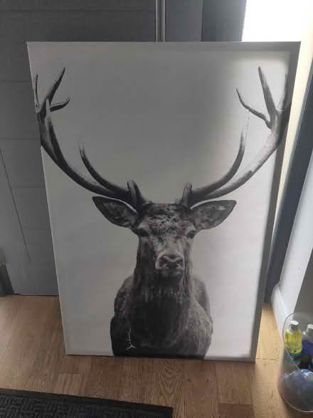 Photo of free Stag canvas (Cowcliffe HD2) #1