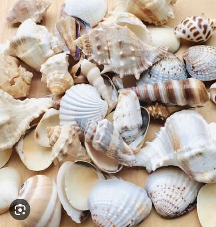 Photo of Seashells, Stones, Pearls Etc. (CT11) #1