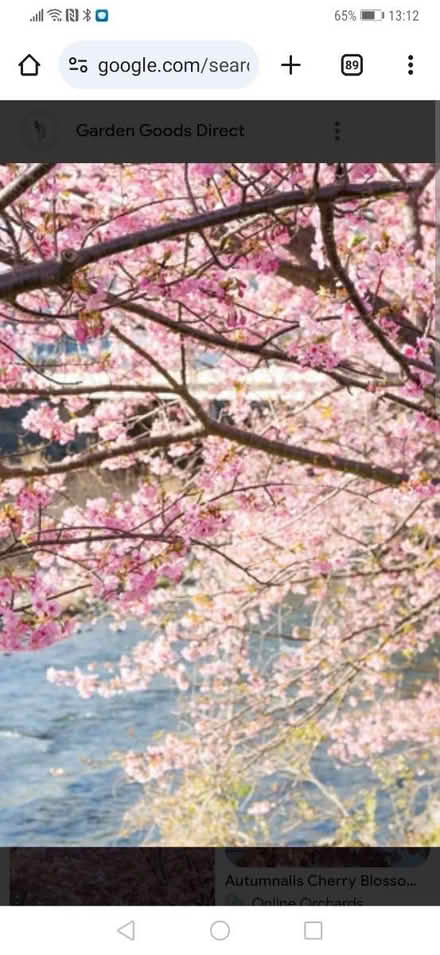Photo of Blossom tree cutting (Esher KT10) #1